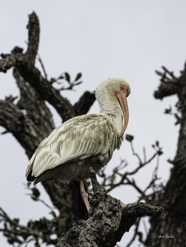 photo of Ibis in Branches