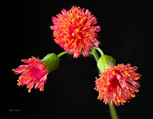 photo of Blooming Tasel Flower