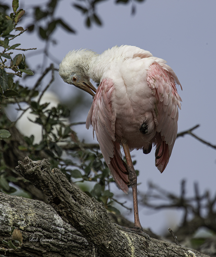photo of Roseate Spoonbill Preening
