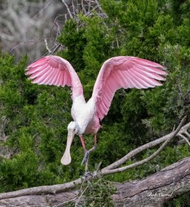 photo of Roseate Spoonbill poised for take off