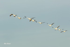 photo of White Pelicans in flight