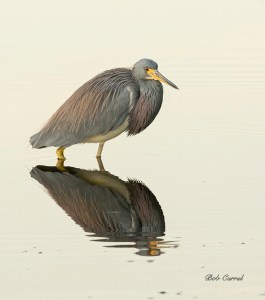 photo of Tricolor Heron wading
