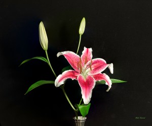 photo of Lily and Buds