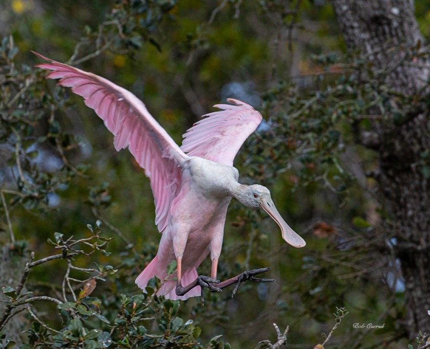 photo of Roseate Spoonbill landing.