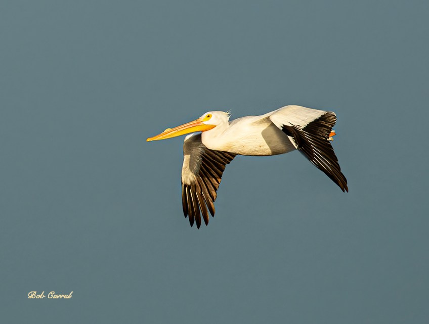 photo of White Pelican in flight