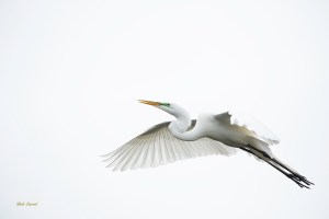 photo of Great Egreat in Flight