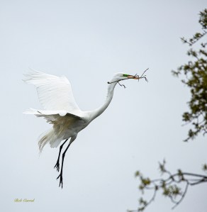 photo of Great Egret with Twig