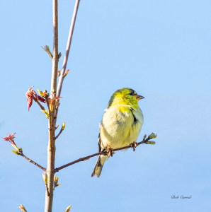photo of Finch in Tree