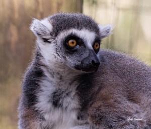 photo of Ring Tailed Lemur