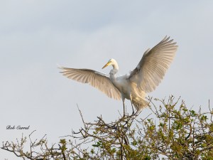 photo of Great Egret