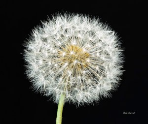 Photo of Dandelion