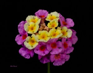 photo of Wild growing Lantana