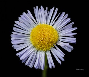 photo of Roadside Weed