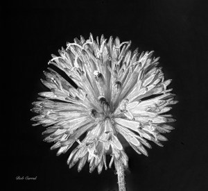 Macro Photo of Tasel Flower at 1.3X in Black & White