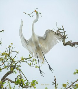 photo of Great Egret flying overhead with twig