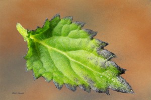 photo of Porterweed leaf at 2X