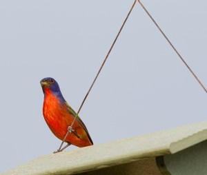 photo of Painted Bunting