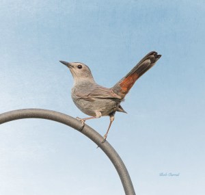 photo of Catbird