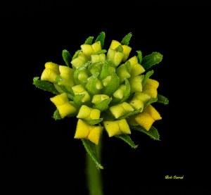 photo of Budding Lantana at 1.5X