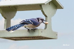 photo of Blue Jay with Peanut