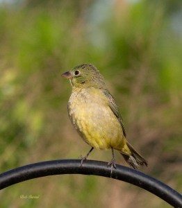 photo of Female Painted Bunting