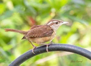photo of Carolina Wren