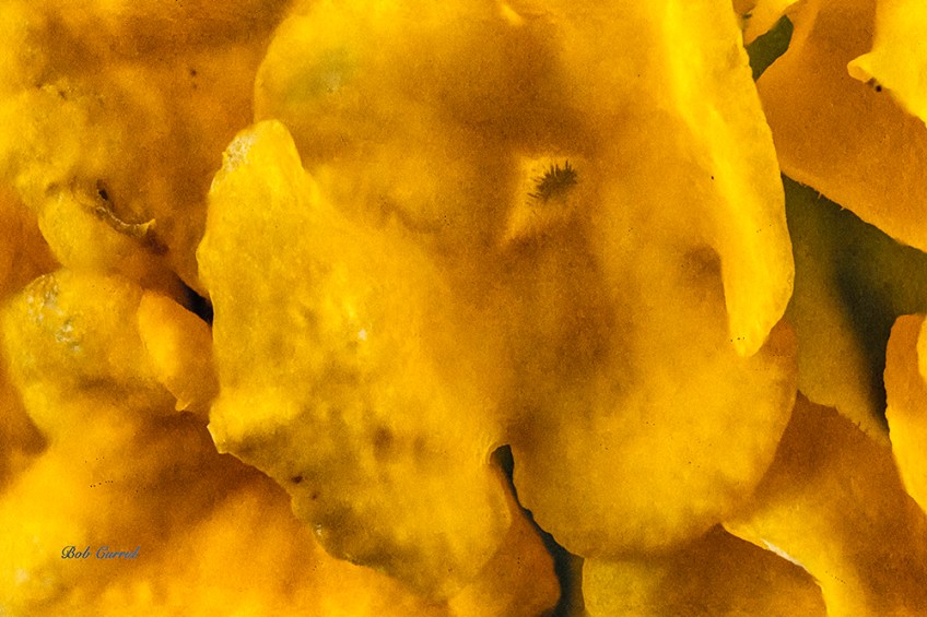 photo of Lantan at 4X