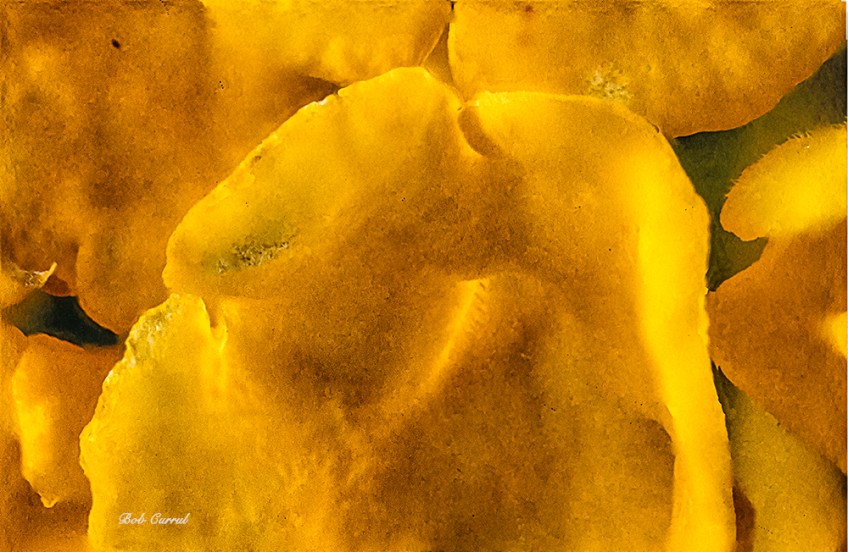 photo of Lantana at 5X