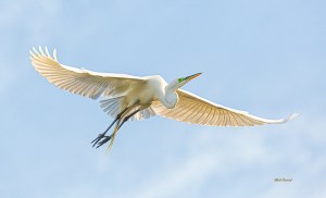 photo of Great Egret in Flight