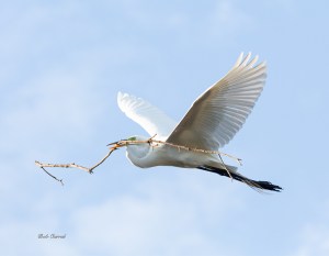 photo od Great Egret with Branch