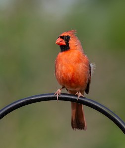 photo of Cardinal