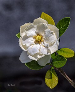 photo of Gardenia