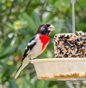 photo of Rose Brestred Grosbeak