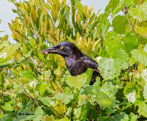 photo of Grackle in the Bushes