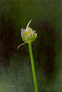 Photo of Blue Flag Iris Opening