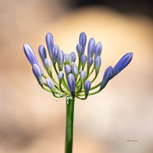 photo of Blue Flag Iris