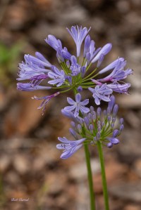 photo of Blue Flag Iris