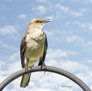 photo of Mocking Bird