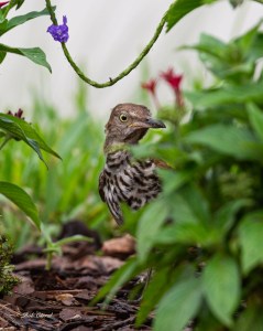 photo of Brown Thrasher