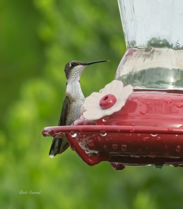 photo of Ruby Tharoated Hummingbird