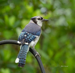 photo of Blue Jay