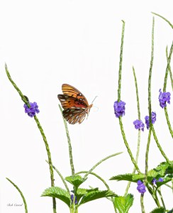 photo of Butterfly in Porter Weed