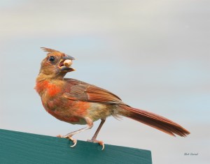 photo of Cardinal with Peanut