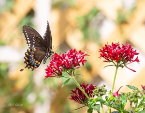 photo of Spicebush Swallowtail Butterfly