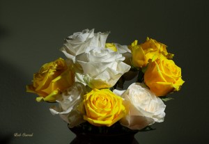 photo of roses