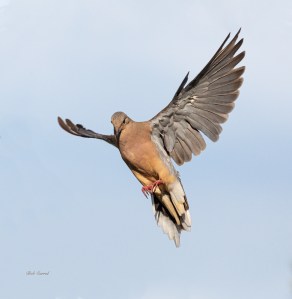photo of Flaring Dove