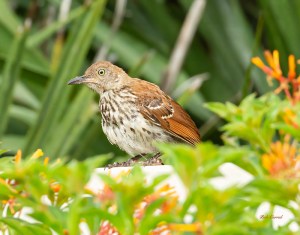 photo of Brown Thrasher