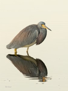 Photo of Tricolor Heron Wading at Dawn