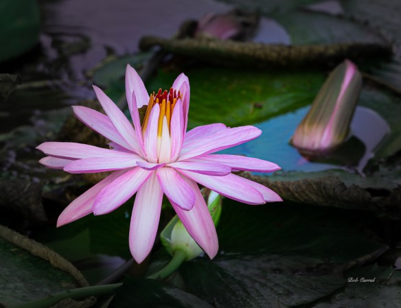 photo of Lavender Water Lilies
