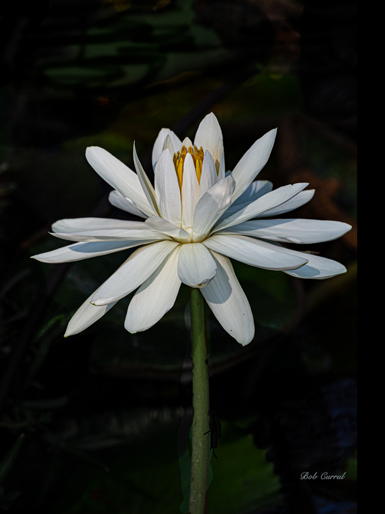 photo of Water Lily